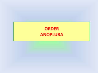 ORDER
ANOPLURA
 