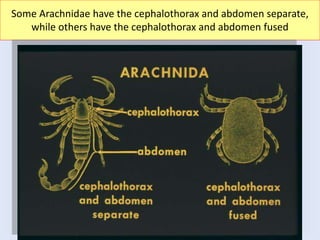 5
Some Arachnidae have the cephalothorax and abdomen separate,
while others have the cephalothorax and abdomen fused
 