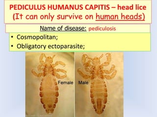 PEDICULUS HUMANUS CAPITIS – head lice
(It can only survive on human heads)
Name of disease: pediculosis
• Cosmopolitan;
• Obligatory ectoparasite;
 