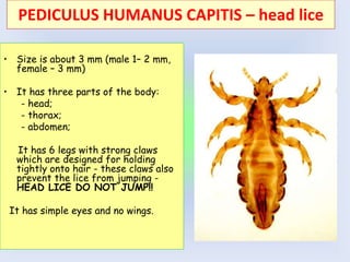 • Size is about 3 mm (male 1– 2 mm,
female – 3 mm)
• It has three parts of the body:
- head;
- thorax;
- abdomen;
It has 6 legs with strong claws
which are designed for holding
tightly onto hair - these claws also
prevent the lice from jumping -
HEAD LICE DO NOT JUMP!!
It has simple eyes and no wings.
PEDICULUS HUMANUS CAPITIS – head lice
 