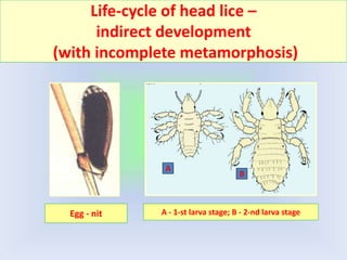 Life-cycle of head lice –
indirect development
(with incomplete metamorphosis)
Egg - nit A - 1-st larva stage; B - 2-nd larva stage
А
B
 