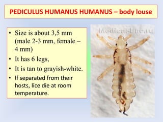 • Size is about 3,5 mm
(male 2-3 mm, female –
4 mm)
• It has 6 legs,
• It is tan to grayish-white.
• If separated from their
hosts, lice die at room
temperature.
PEDICULUS HUMANUS HUMANUS – body louse
 