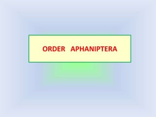 ORDER APHANIPTERA
 