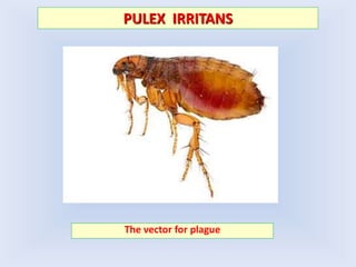 PULEX IRRITANS
The vector for plague
 