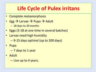 Life Cycle of Pulex irritans
• Complete metamorphosis
• Egg  Larvae  Pupa  Adult
– 18 days to 20 months
• Eggs (3-18 at one time in several batches)
• Larvae need high humidity
– 9-15 days optimal (up to 200 days)
• Pupa
– 7 days to 1 year
• Adult
– Live up to 4 years.
 