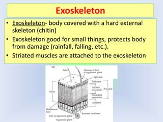 Exoskeleton
• Exoskeleton- body covered with a hard external
skeleton (chitin)
• Exoskeleton good for small things, protects body
from damage (rainfall, falling, etc.).
• Striated muscles are attached to the exoskeleton
 
