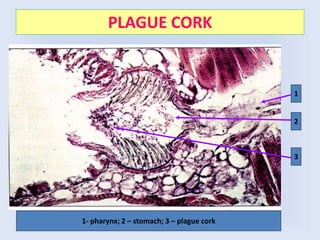 PLAGUE CORK
1
2
3
1- pharynx; 2 – stomach; 3 – plague cork
 