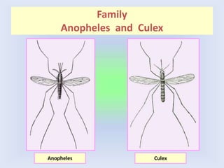 Family
Anopheles and Culex
Anopheles Culex
 
