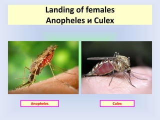 Anopheles Culex
Landing of females
Anopheles и Culex
 