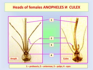 Heads of females ANOPHELES И CULEX
1
2
3
Anoph. Culex
1 – proboscis; 2 – antennae; 3 – palps; 4 - eyes
4
 