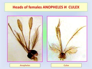 Heads of females ANOPHELES И CULEX
Anopheles Culex
 