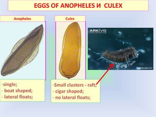 EGGS OF ANOPHELES И CULEX
Anopheles Culex
-single;
- boat shaped;
- lateral floats;
-Small clusters - raft;
- cigar shaped;
- no lateral floats;
 