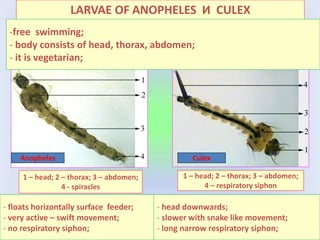 LARVAE OF ANOPHELES И CULEX
1 – head; 2 – thorax; 3 – abdomen;
4 - spiracles
1 – head; 2 – thorax; 3 – abdomen;
4 – respiratory siphon
Anopheles Culex
-free swimming;
- body consists of head, thorax, abdomen;
- it is vegetarian;
- floats horizontally surface feeder;
- very active – swift movement;
- no respiratory siphon;
- head downwards;
- slower with snake like movement;
- long narrow respiratory siphon;
 