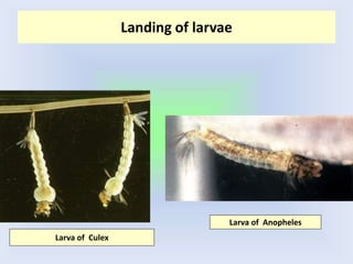 Landing of larvae
Larva of Culex
Larva of Anopheles
 