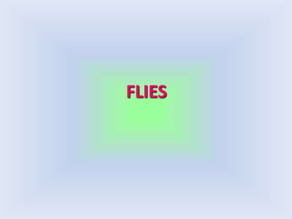FLIES
 