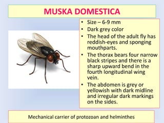 MUSKA DOMESTICA
Mechanical carrier of protozoan and helminthes
• Size – 6-9 mm
• Dark grey color
• The head of the adult fly has
reddish-eyes and sponging
mouthparts.
• The thorax bears four narrow
black stripes and there is a
sharp upward bend in the
fourth longitudinal wing
vein.
• The abdomen is grey or
yellowish with dark midline
and irregular dark markings
on the sides.
 