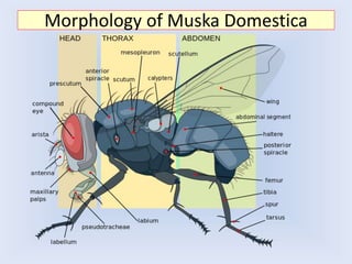 Morphology of Muska Domestica
 