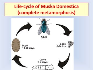 Life-cycle of Muska Domestica
(complete metamorphosis)
 