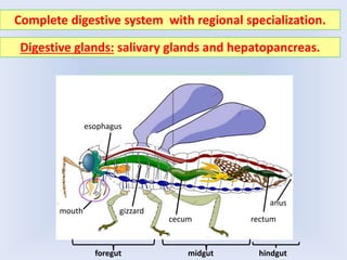 Complete digestive system with regional specialization.
mouth
esophagus
gizzard
cecum rectum
anus
foregut midgut hindgut
Digestive glands: salivary glands and hepatopancreas.
 