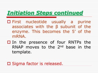 Initiation Steps continued
 First nucleotide usually a purine
associates with the β subunit of the
enzyme. This becomes the 5’ of the
mRNA.
 In the presence of four RNTPs the
RNAP moves to the 2nd base in the
template.
 Sigma factor is released.
 