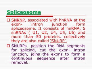 Spliceosome
 SNRNP, associated with hnRNA at the
exon- intron junction form
spliceosome. It consists of hnRNA, 5
snRNAs ( U1, U2, U4, U5, U6) and
more than 50 proteins. collectively
they are also called ‘SNURP’.
 SNURPs position the RNA segments
for splicing, cut the exon- intron
junction, joins the exons to form a
continuous sequence after intron
removal.
 