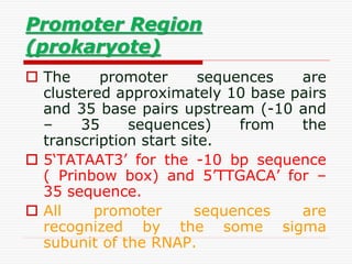 Promoter Region
(prokaryote)
 The promoter sequences are
clustered approximately 10 base pairs
and 35 base pairs upstream (-10 and
– 35 sequences) from the
transcription start site.
 5‘TATAAT3’ for the -10 bp sequence
( Prinbow box) and 5’TTGACA’ for –
35 sequence.
 All promoter sequences are
recognized by the some sigma
subunit of the RNAP.
 
