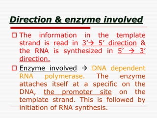 Direction & enzyme involved
 The information in the template
strand is read in 3’ 5’ direction &
the RNA is synthesized in 5’  3’
direction.
 Enzyme involved  DNA dependent
RNA polymerase. The enzyme
attaches itself at a specific on the
DNA, the promoter site on the
template strand. This is followed by
initiation of RNA synthesis.
 