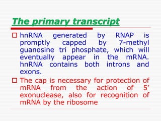 The primary transcript
 hnRNA generated by RNAP is
promptly capped by 7-methyl
guanosine tri phosphate, which will
eventually appear in the mRNA.
hnRNA contains both introns and
exons.
 The cap is necessary for protection of
mRNA from the action of 5’
exonuclease, also for recognition of
mRNA by the ribosome
 