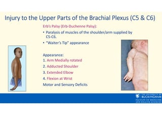 Lecture 5.1 Axilla and Brachial Plexus Moodle version.pdf