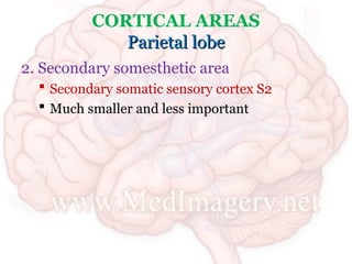 lecture 5.ppt neuro science ppt presenta | PPT