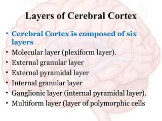 Cortex Layer Serface lecture 5.ppt neuro science ppt presenta | PPT