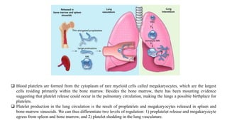 Proplatelets Lecture 5 - 6th week.pptx