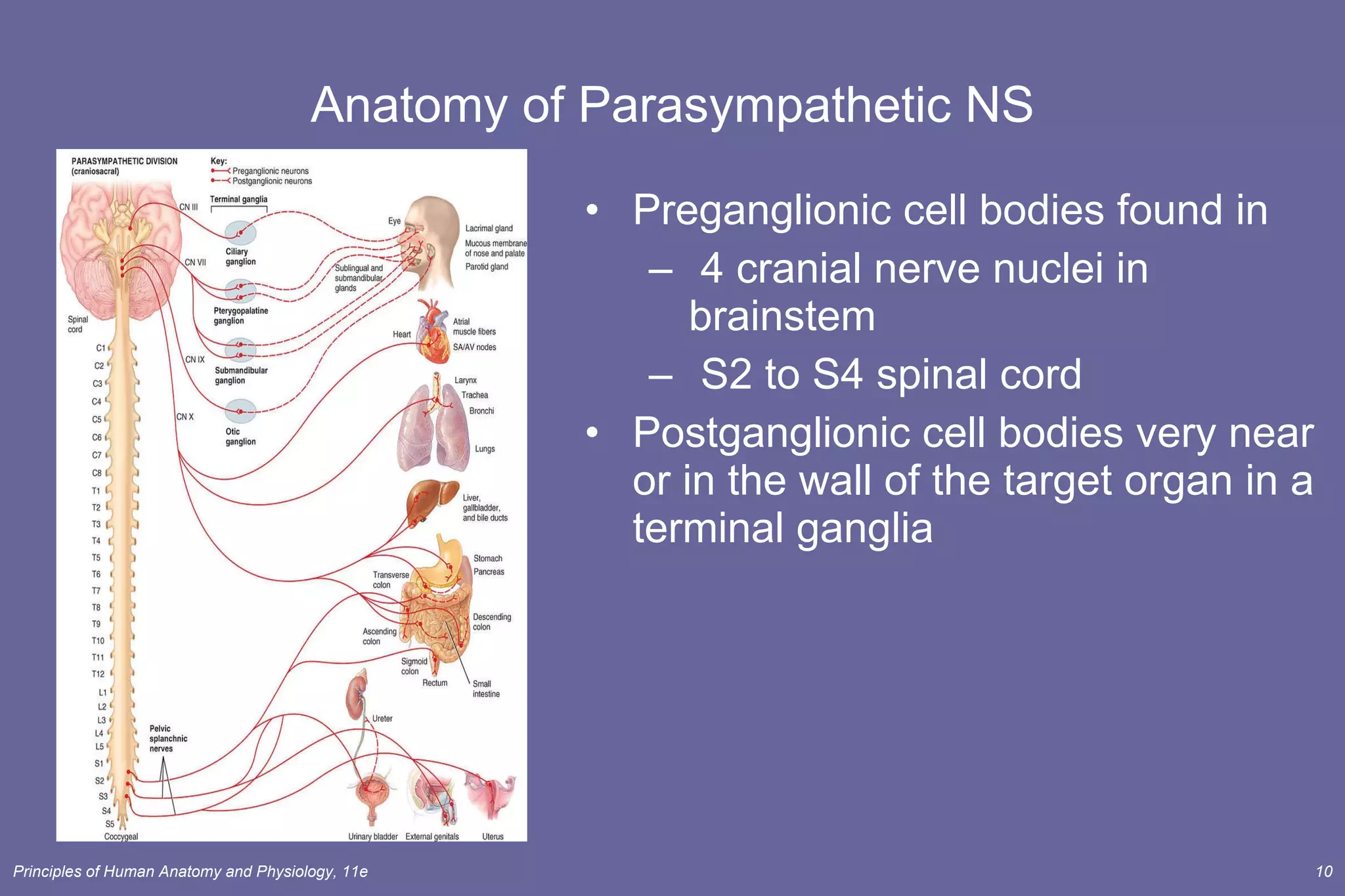 Anatomy of Parasympathetic NS Preganglionic cell bodies found in 4 cranial nerve nuclei in brainstem  S2 to S4 spinal cord Postganglionic cell bodies very near or in the wall of the target organ in a terminal ganglia 