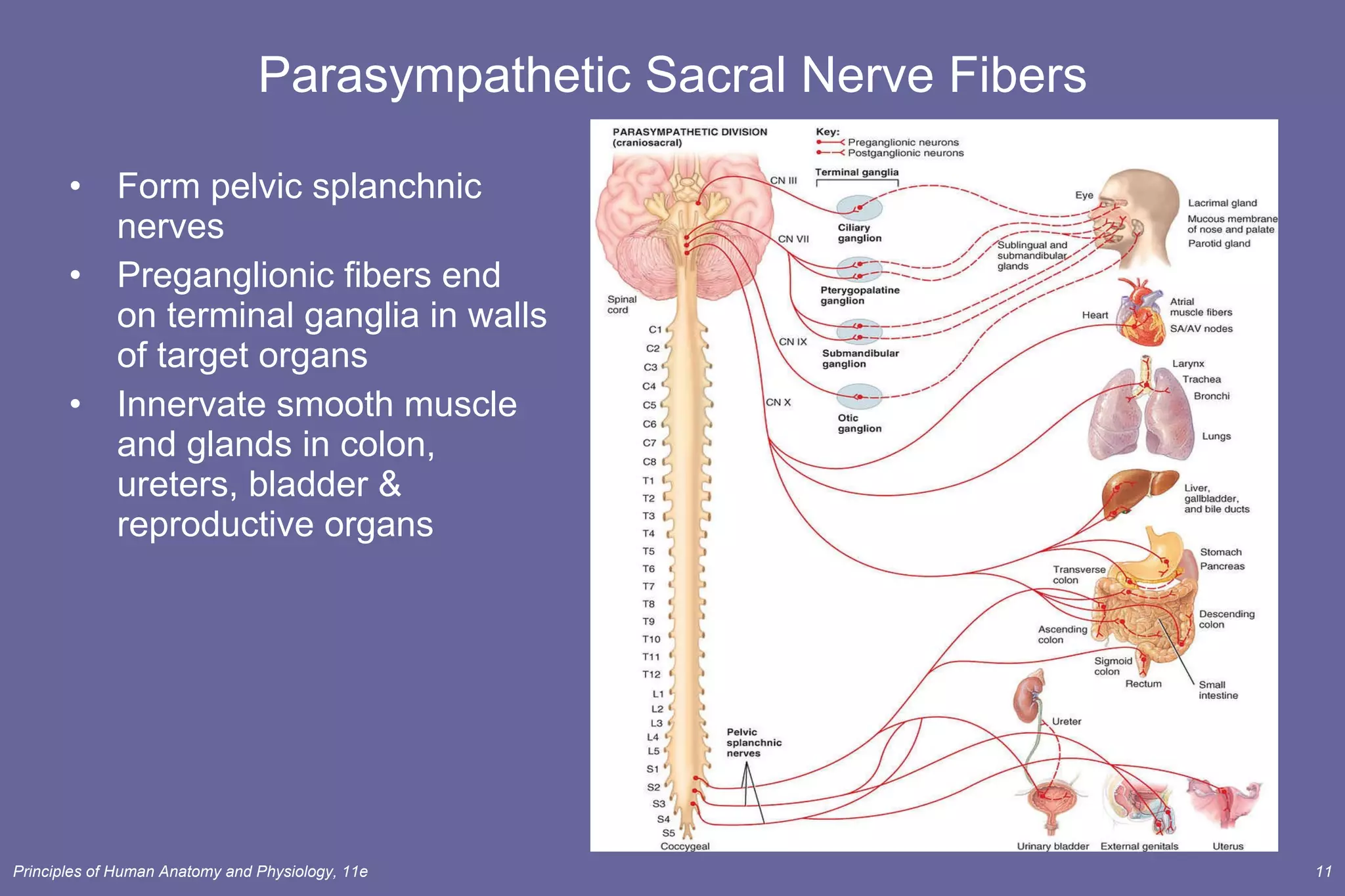 Parasympathetic Sacral Nerve Fibers Form pelvic splanchnic nerves  Preganglionic fibers end on terminal ganglia in walls of target organs Innervate smooth muscle and glands in colon, ureters, bladder & reproductive organs 