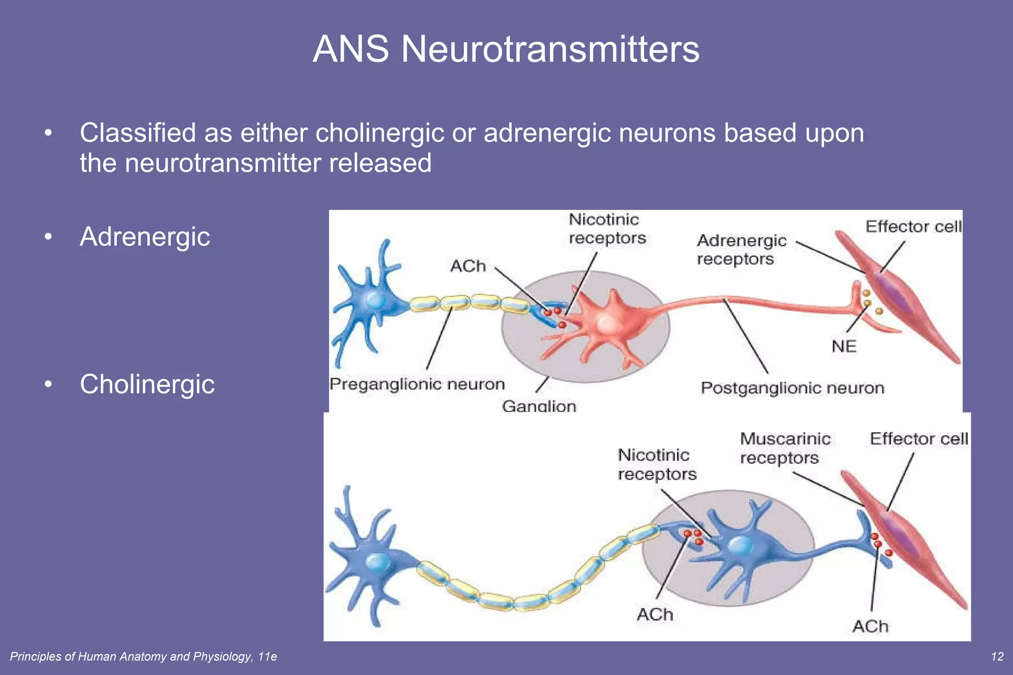 ANS Neurotransmitters Classified as either cholinergic or adrenergic neurons based upon the neurotransmitter released Adrenergic Cholinergic 