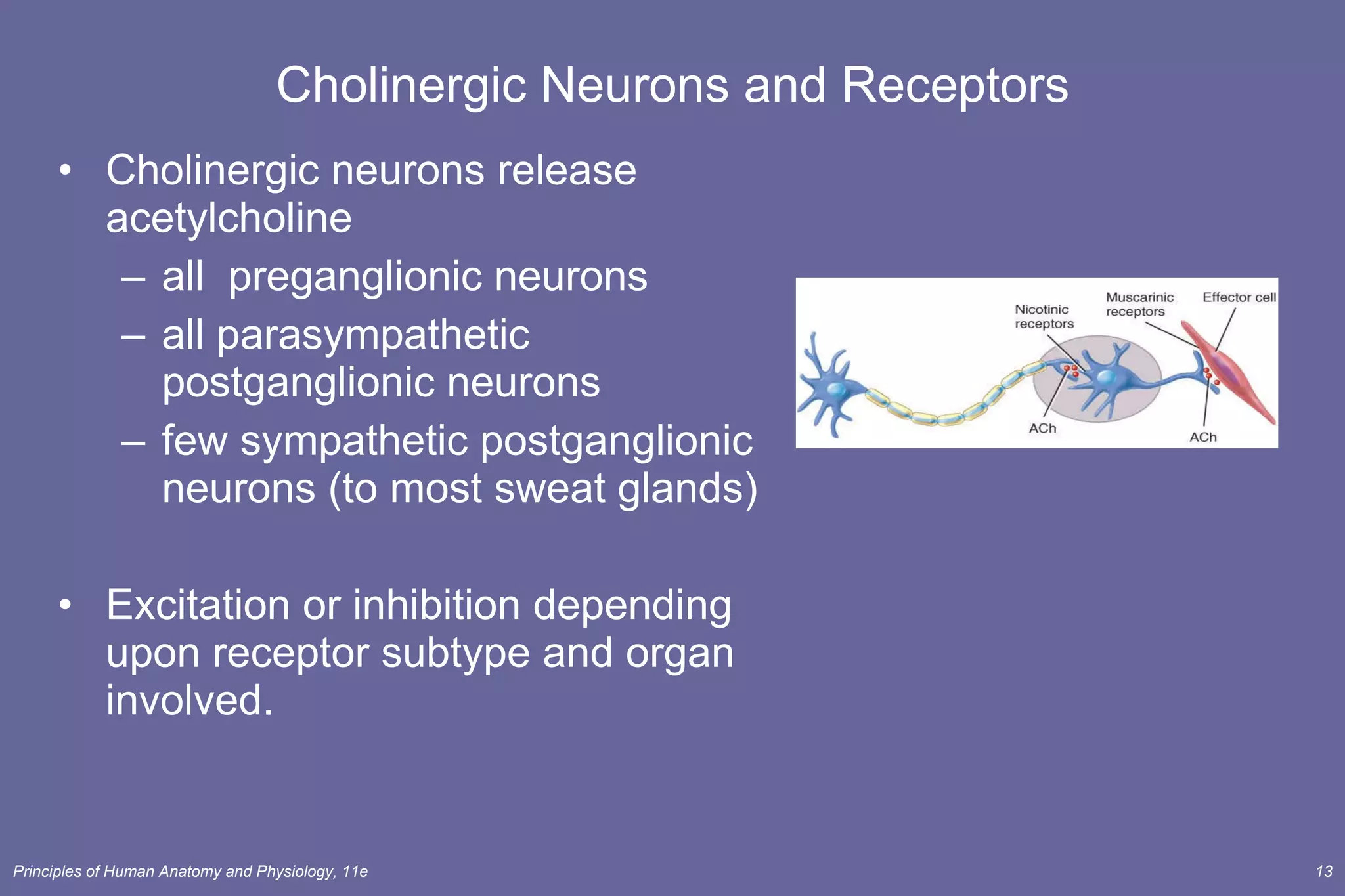 Cholinergic Neurons and Receptors Cholinergic neurons release acetylcholine  all  preganglionic neurons all parasympathetic postganglionic neurons few sympathetic postganglionic neurons (to most sweat glands) Excitation or inhibition depending upon receptor subtype and organ involved. 