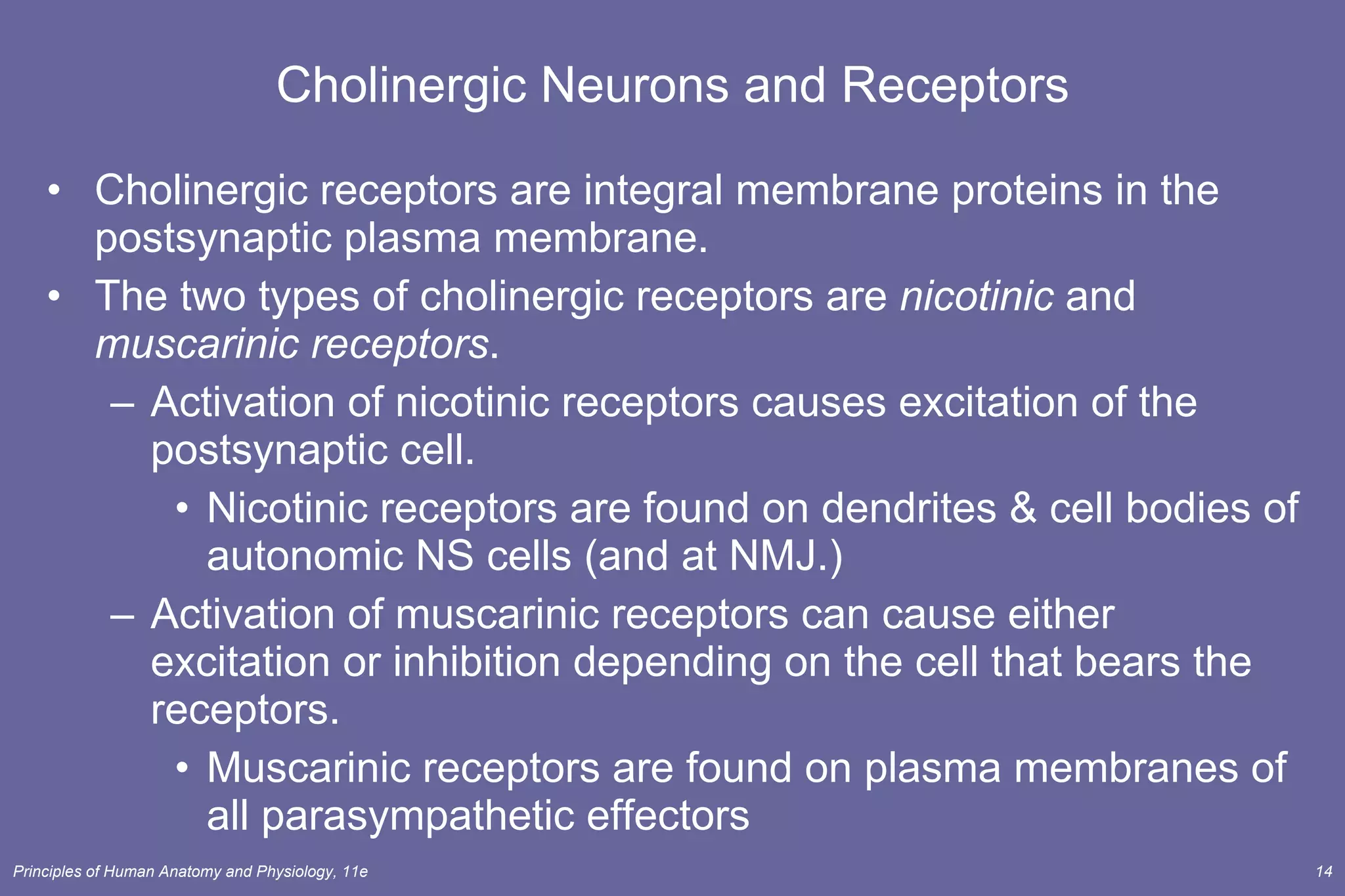 Cholinergic Neurons and Receptors Cholinergic receptors are integral membrane proteins in the postsynaptic plasma membrane.  The two types of cholinergic receptors are  nicotinic  and  muscarinic receptors . Activation of nicotinic receptors causes excitation of the postsynaptic cell. Nicotinic receptors are found on dendrites & cell bodies of autonomic NS cells (and at NMJ.) Activation of muscarinic receptors can cause either excitation or inhibition depending on the cell that bears the receptors. Muscarinic receptors are found on plasma membranes of all parasympathetic effectors 