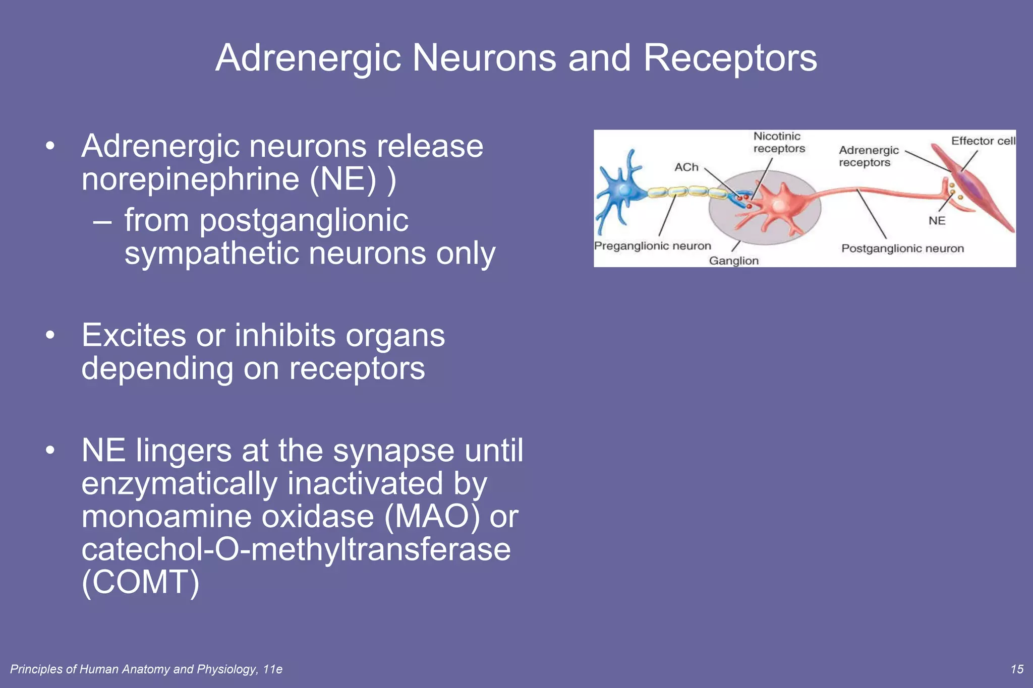 Adrenergic Neurons and Receptors Adrenergic neurons release norepinephrine (NE) ) from postganglionic sympathetic neurons only Excites or inhibits organs depending on receptors NE lingers at the synapse until enzymatically inactivated by monoamine oxidase (MAO) or catechol-O-methyltransferase (COMT) 