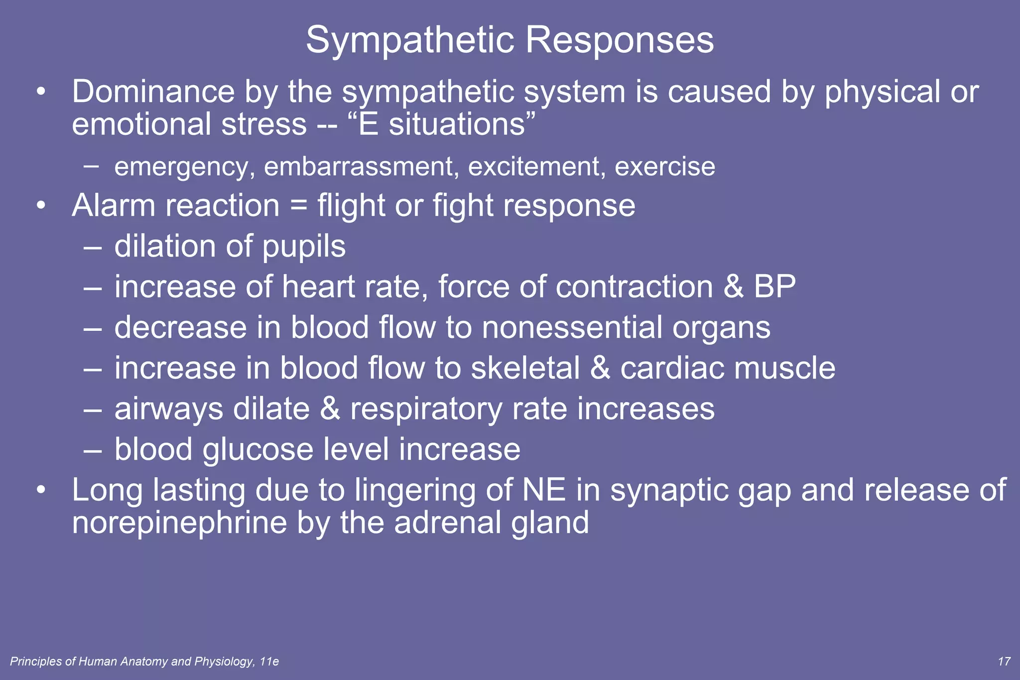 Sympathetic Responses Dominance by the sympathetic system is caused by physical or emotional stress -- “E situations” emergency, embarrassment, excitement, exercise   Alarm reaction = flight or fight response dilation of pupils increase of heart rate, force of contraction & BP decrease in blood flow to nonessential organs increase in blood flow to skeletal & cardiac muscle airways dilate & respiratory rate increases blood glucose level increase Long lasting due to lingering of NE in synaptic gap and release of norepinephrine by the adrenal gland 