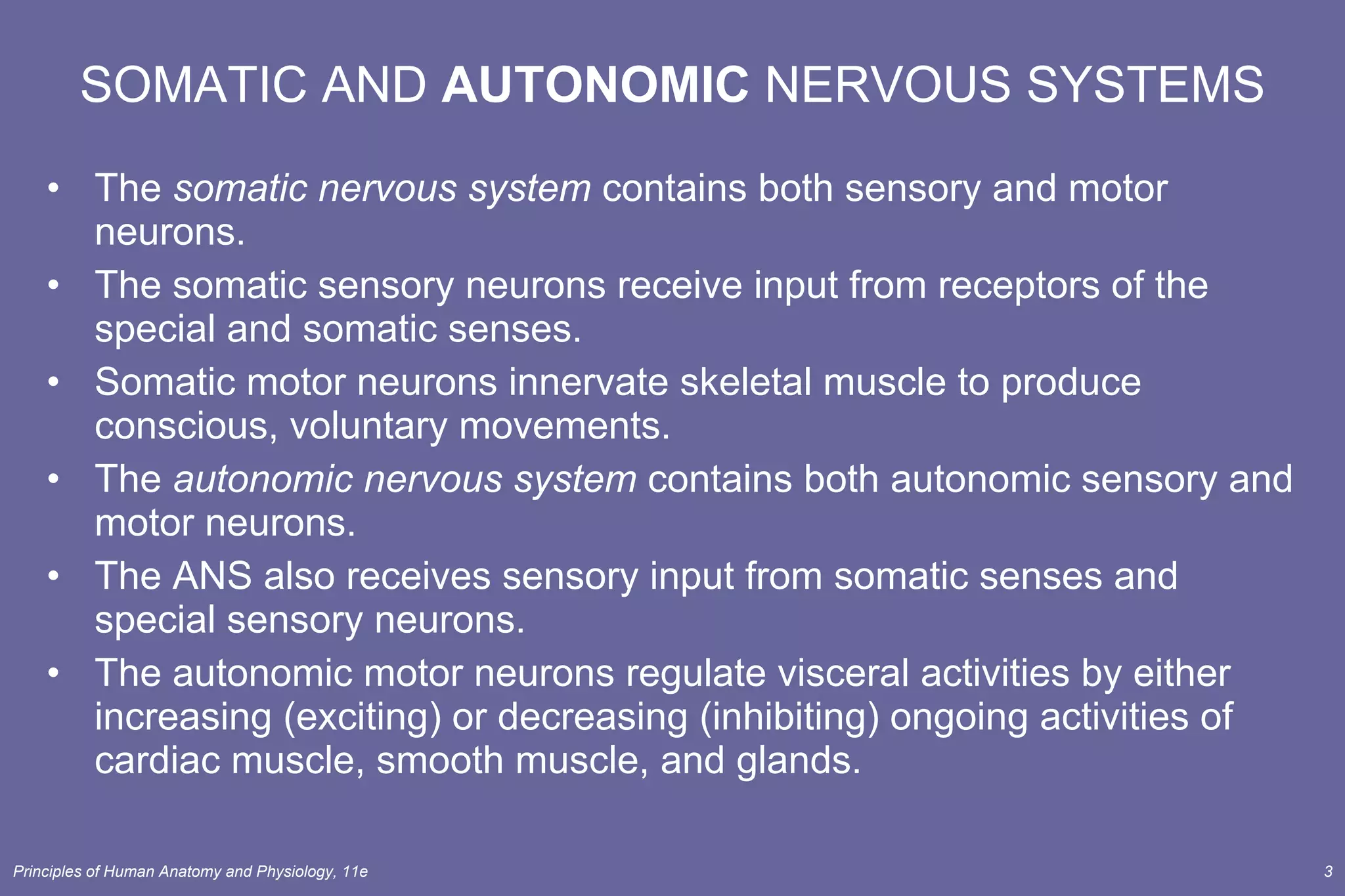 SOMATIC AND  AUTONOMIC  NERVOUS SYSTEMS The  somatic nervous system  contains both sensory and motor neurons. The somatic sensory neurons receive input from receptors of the special and somatic senses. Somatic motor neurons innervate skeletal muscle to produce conscious, voluntary movements. The  autonomic nervous system  contains both autonomic sensory and motor neurons. The ANS also receives sensory input from somatic senses and special sensory neurons. The autonomic motor neurons regulate visceral activities by either increasing (exciting) or decreasing (inhibiting) ongoing activities of cardiac muscle, smooth muscle, and glands. 