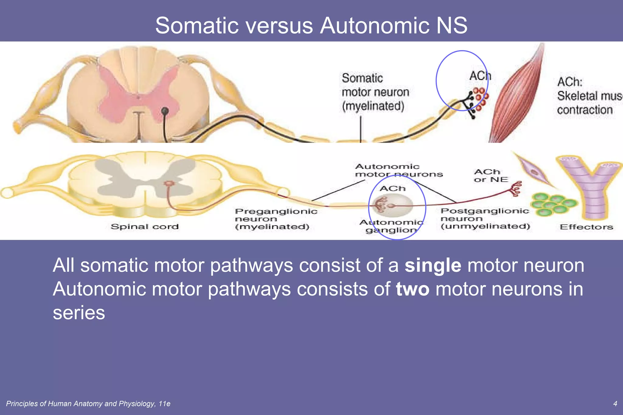 Somatic versus Autonomic NS All somatic motor pathways consist of a  single  motor neuron Autonomic motor pathways consists of  two  motor neurons in series  