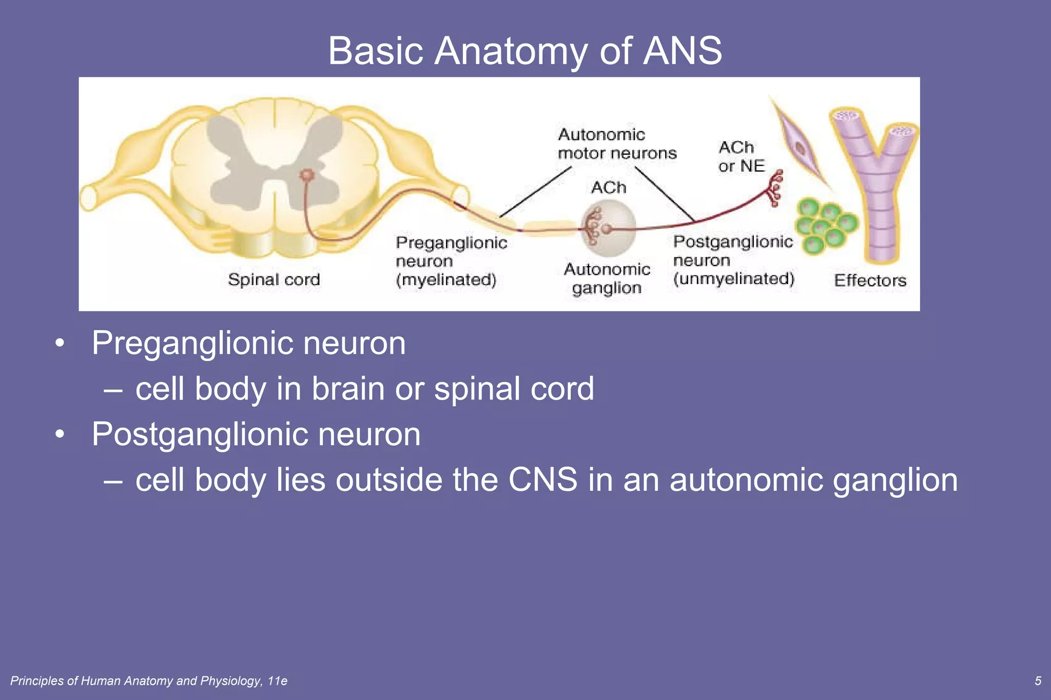 Basic Anatomy of ANS Preganglionic neuron cell body in brain or spinal cord  Postganglionic neuron cell body lies outside the CNS in an autonomic ganglion 