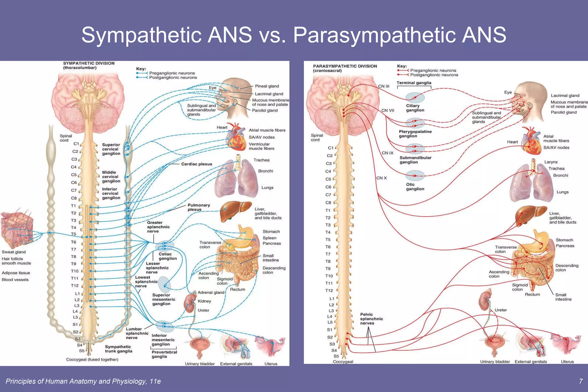 Sympathetic ANS vs. Parasympathetic ANS 
