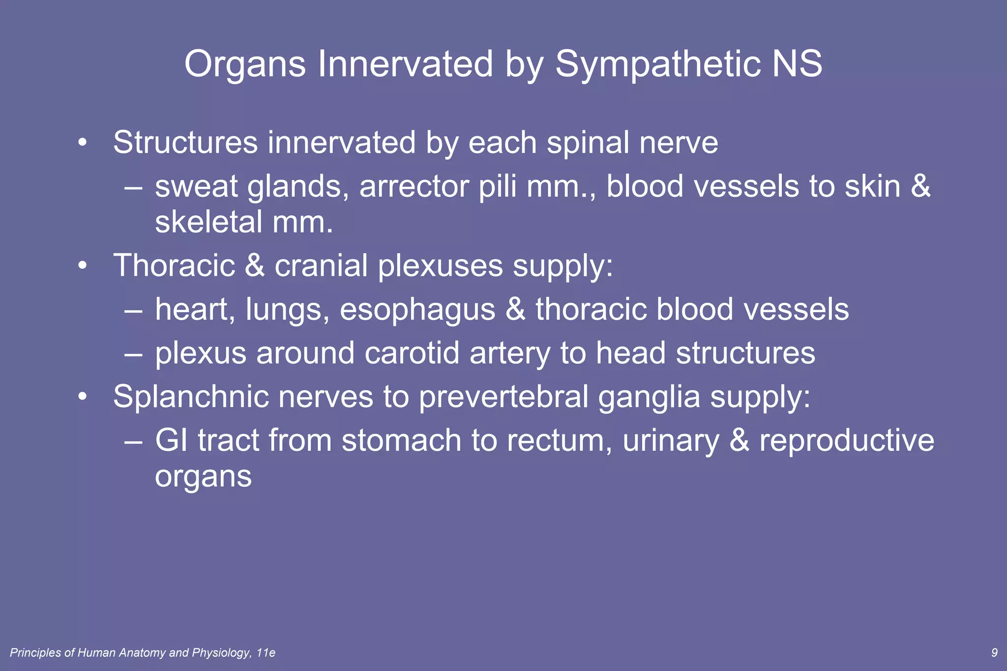 Organs Innervated by Sympathetic NS Structures innervated by each spinal nerve sweat glands, arrector pili mm., blood vessels to skin & skeletal mm. Thoracic & cranial plexuses supply: heart, lungs, esophagus & thoracic blood vessels plexus around carotid artery to head structures Splanchnic nerves to prevertebral ganglia supply: GI tract from stomach to rectum, urinary & reproductive organs 