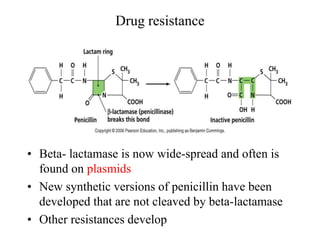 Drug resistance
• Beta- lactamase is now wide-spread and often is
found on plasmids
• New synthetic versions of penicillin have been
developed that are not cleaved by beta-lactamase
• Other resistances develop
 