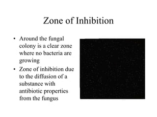 Zone of Inhibition
• Around the fungal
colony is a clear zone
where no bacteria are
growing
• Zone of inhibition due
to the diffusion of a
substance with
antibiotic properties
from the fungus
 