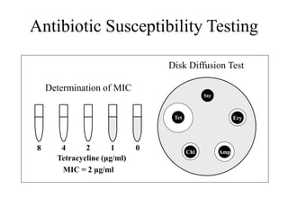 Antibiotic Susceptibility Testing
8 4 0
2 1
Tetracycline (μg/ml)
MIC = 2 μg/ml
Determination of MIC
Chl Amp
Ery
Str
Tet
Disk Diffusion Test
 