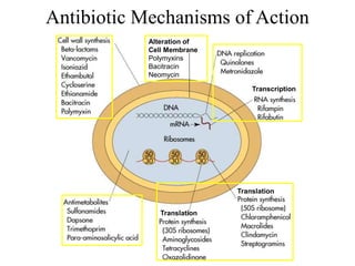 Antibiotic Mechanisms of Action
Transcription
Translation
Translation
Alteration of
Cell Membrane
Polymyxins
Bacitracin
Neomycin
 