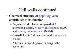 Cell walls continued
• Chemical structure of peptidoglycan
contributes to its function
– Polysaccharide chains composed of 2
alternating sugars, N-acetylglucosamine (NAG)
and N-acetylmuramic acid (NAM)
– Cross-linked in 3 dimensions with amino acid
chains
– A breach in peptidoglycan endangers the
bacterium
 