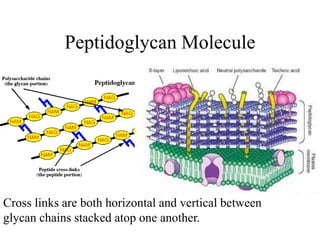 Peptidoglycan Molecule
Cross links are both horizontal and vertical between
glycan chains stacked atop one another.
 